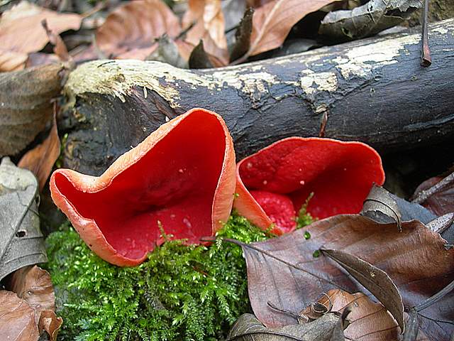 Nel  Regno  della  Jurana